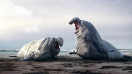 Download Video: Des éléphants de mer hilarants dans ce cartoon! Mort de rire...