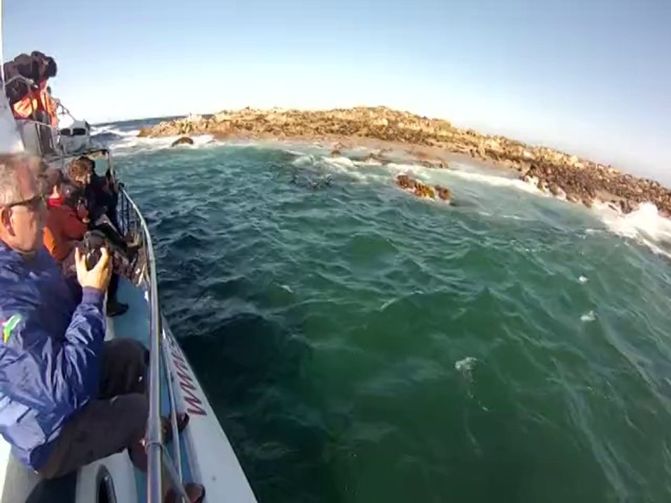 Les Requins Blancs du Cap ! Plongée au plus près du grand prédateur et observez ses parties de chasse effrayantes ! Images de Jean-Marie pour La Palanquée New's - http://www.palanquee.com