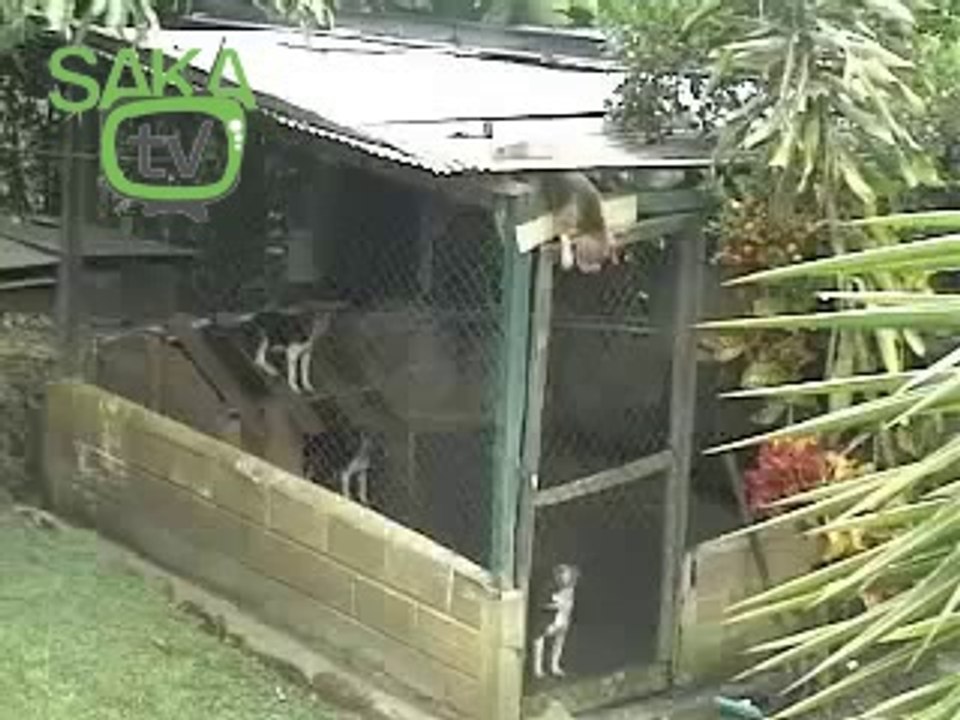 Köpek Yavrusundan İnanılmaz Kaçış Plan