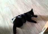 Ninja Cat Shows Us His Moves