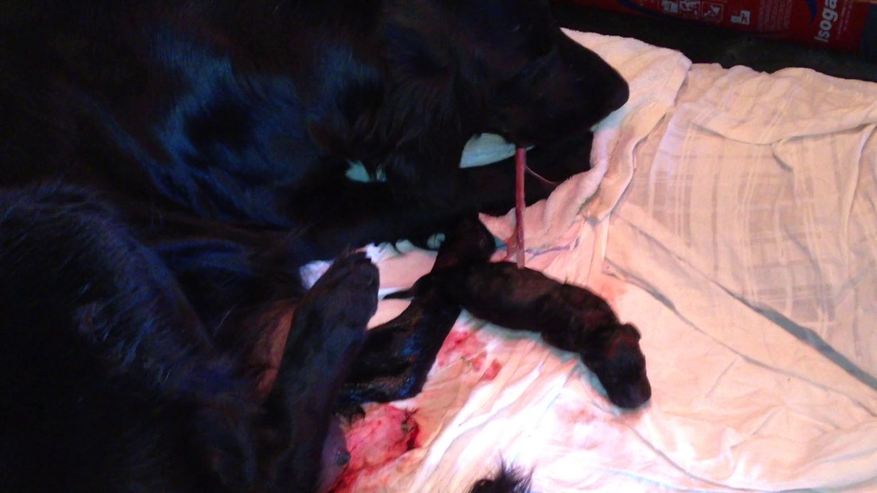 Naissance des chiots d Flat coated retriever du ROC de TOUGNE mai 2014