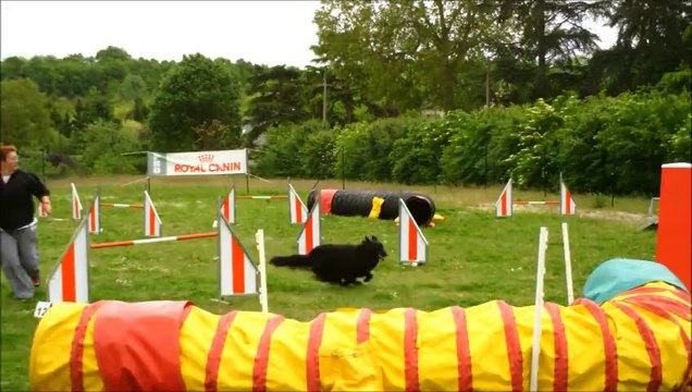 entrainements agility heaven mai 2014