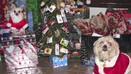 Merci à mes fans !!