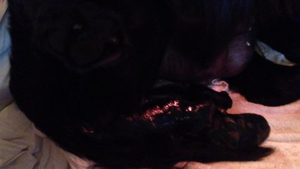 le deuxième chiot arrive: un mâle ou une femelle?