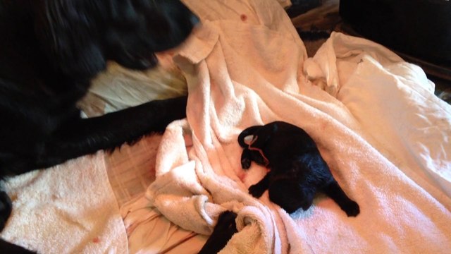 Iarrivée spectaculaire du troisième chiot flat coated retriever du Roc de Tougne43