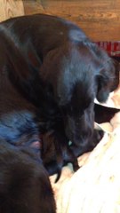 la tête puis le tronc