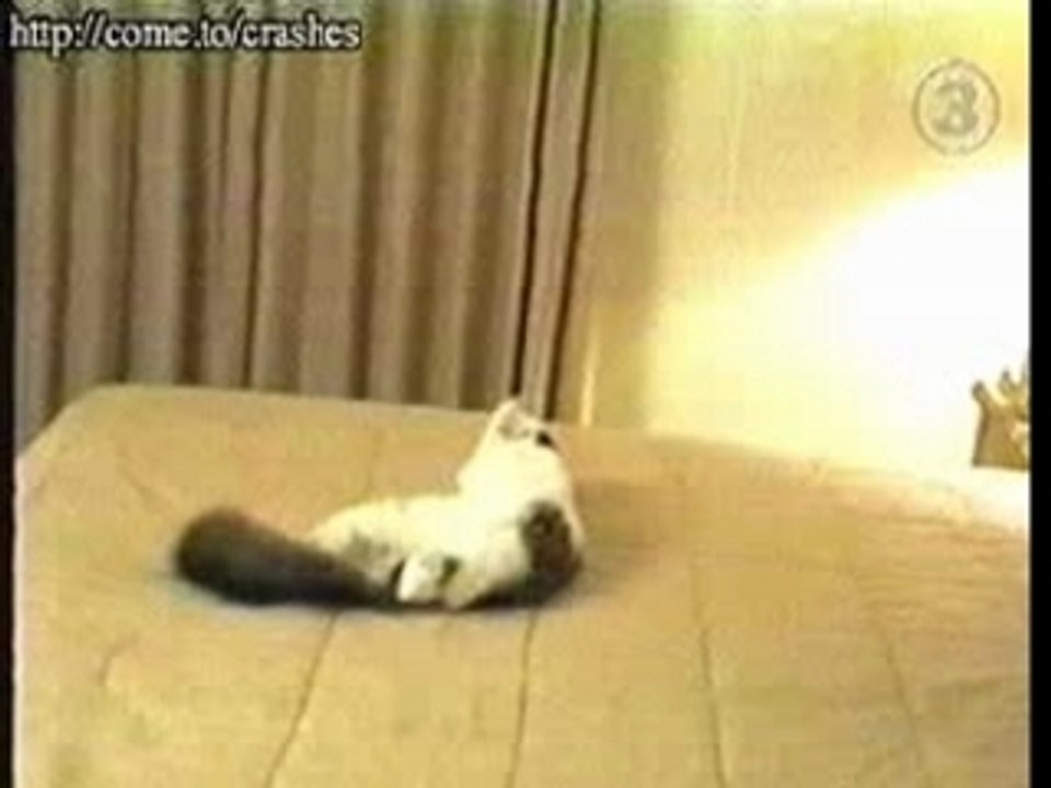 drôle de chat!