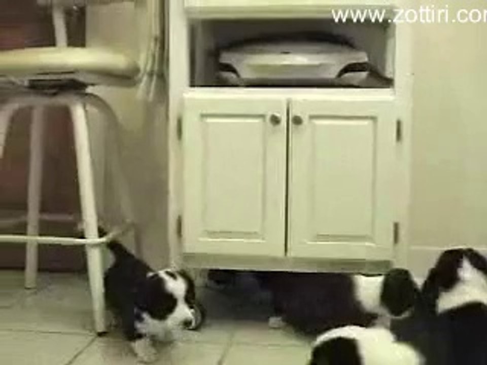 Yavru Köpekler Kediye Etmediğini Bırakmadı