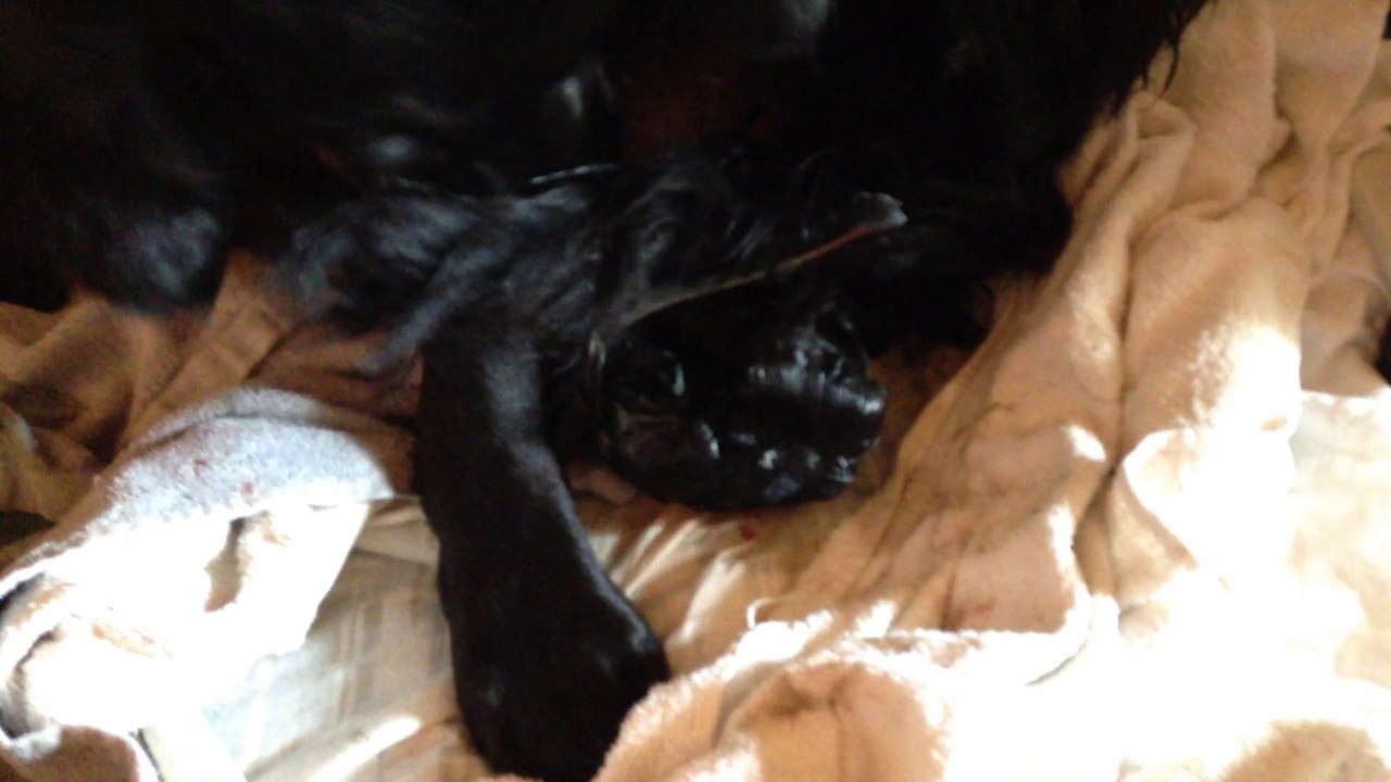 et enfin la naissance du 4° et dernier chiot de cette exceptionnelle et donc rare , portée