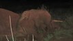 Orphaned Baby Elephant Refuses to Leave Dead Mother's Side