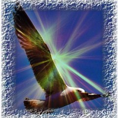 HULYA I.COSKUN PHOTOGRAPHY MY BEST PHOTOANIMALS--BIRDS  01