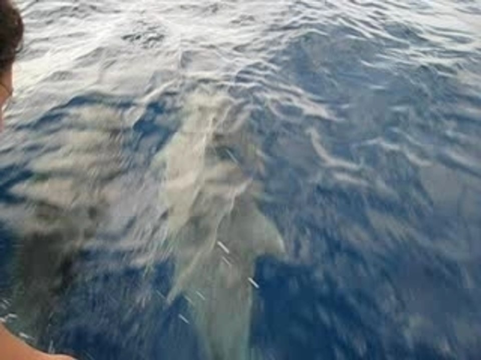 Dauphins - St Pierre - Martinique - 2007