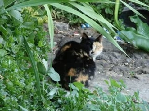 Obidos Caldas da Rainha - Portugal N.3