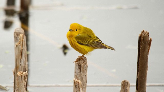 Difference Between Private Label Rights, Master Resell Rights And Resell Rights