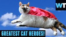 Greatest Cat Heroes of the Internet! | Throwback Thursday