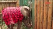 Orphaned Elephant Calf Refuses To Leave Mother_s Side