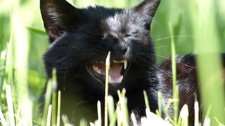 Black cat in green grass - Free stock video - orangeHD.com