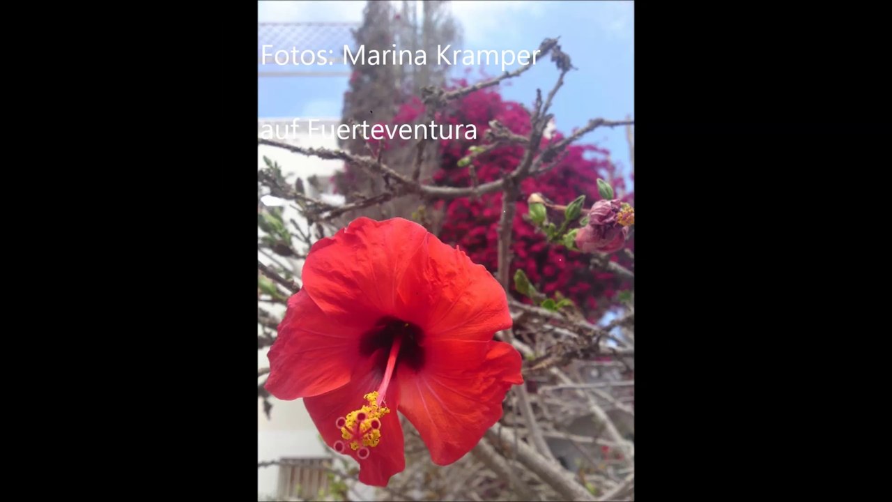 Romantische Märchenromane für Erwachsene