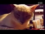 中村浩一郎おススメ！猫のおもしろハプニング動画
