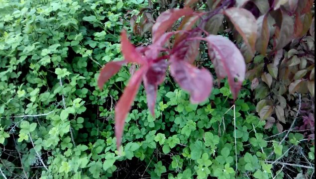 Videotest Wiko Darkfull (demo qualità di giorno)