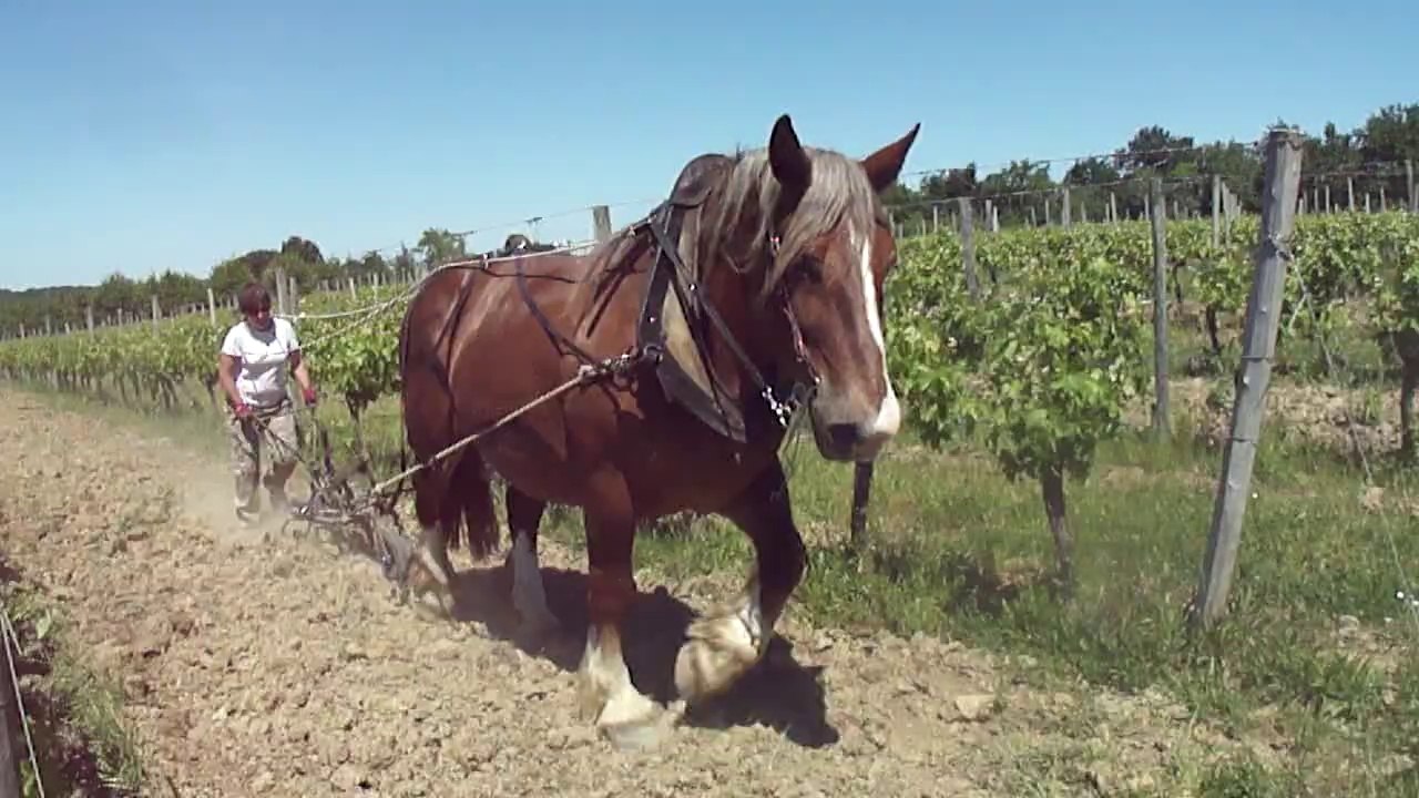 TRAVAIL DU SOL AVEC CHEVAL