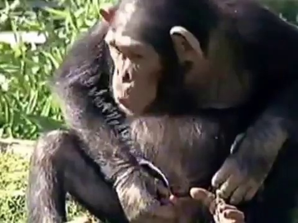 リビングクリエイトおススメ！海外おバカハプニング集　おもしろ動画