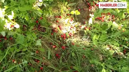 Kiraz ve Eriği Lodos Vurdu