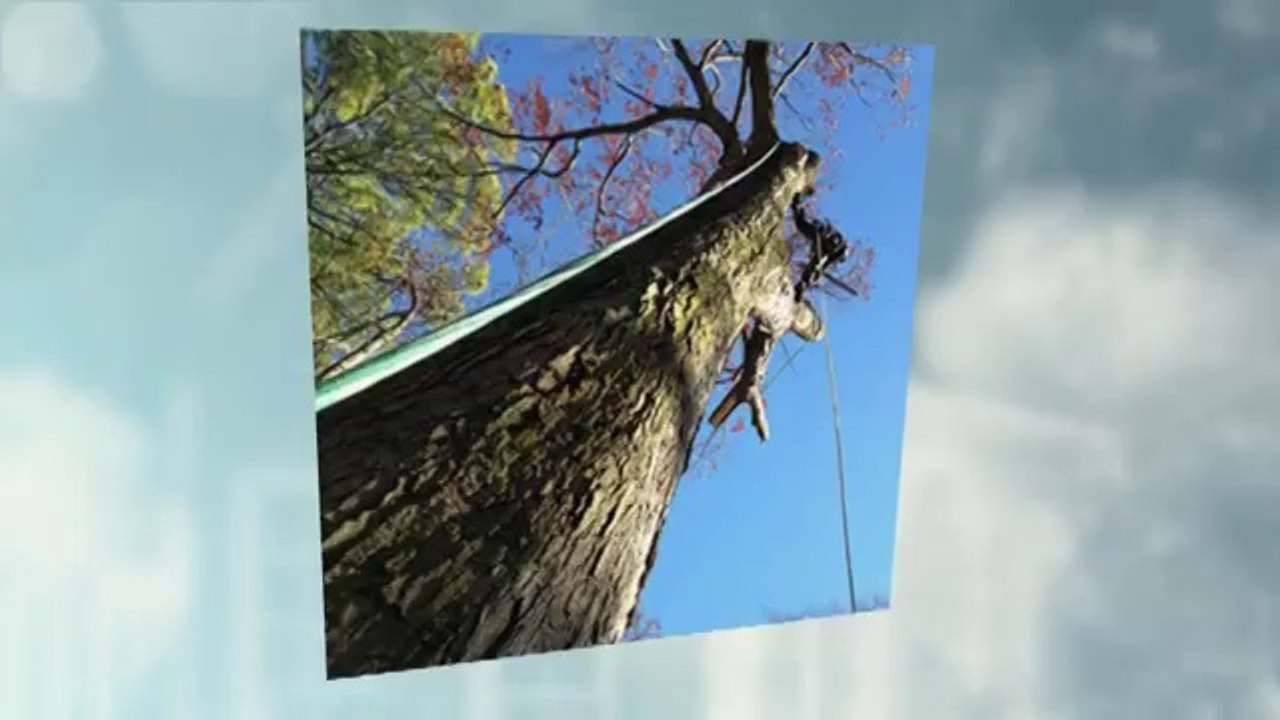 The Choice for tree service Atlanta