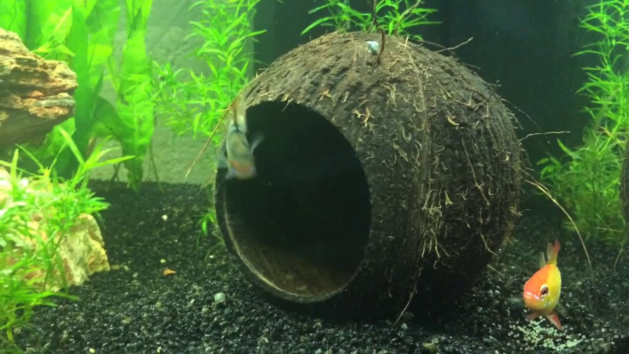 Reproduction Ramirezis