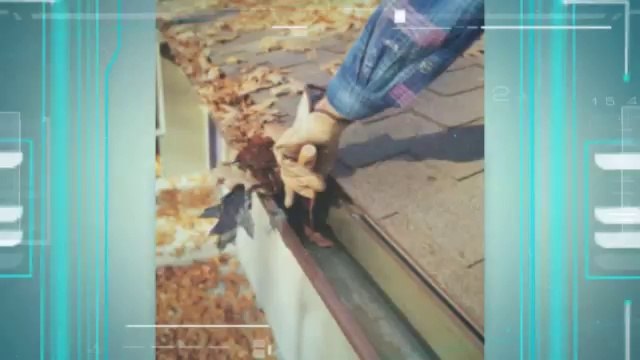 Enrico Gutter King (847) 223-1573