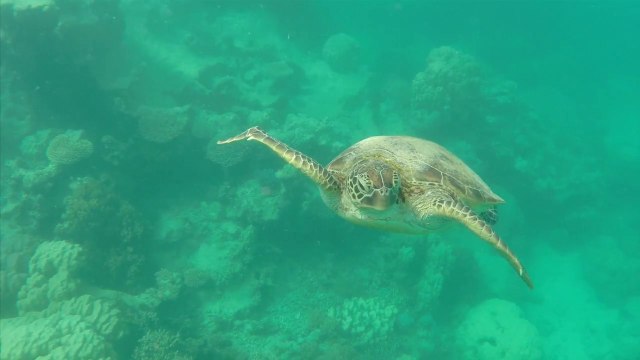 A l'endroit : dans le lagon de Nouvelle-Calédonie