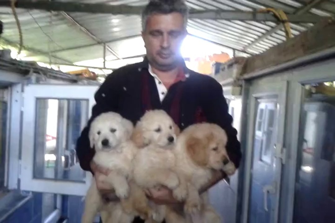 golden retriever yavrularımız 0534.467.69.79 satılık