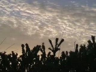 Drôles d'Oiseaux (Baie de Somme)