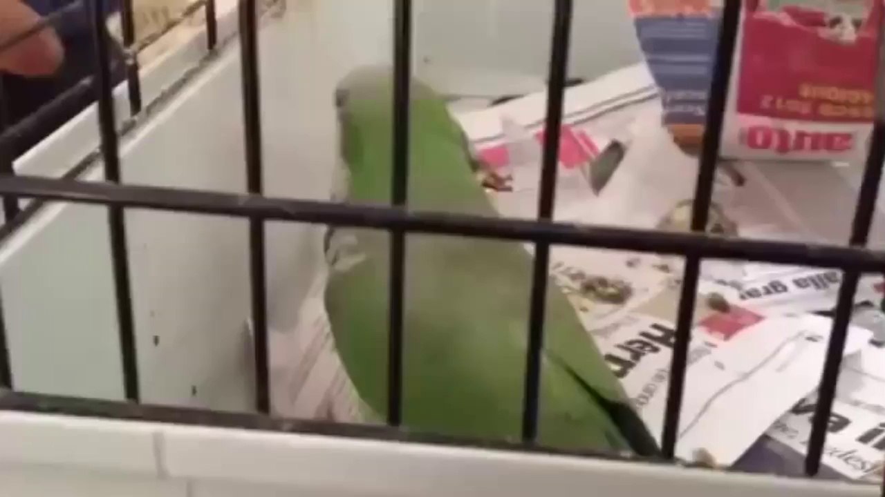 Il pappagallo romano che dice le parolacce "C'Hai Rotto Il Cazzo Te!"