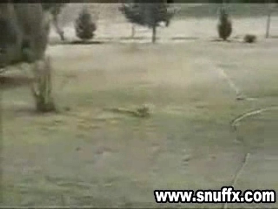 lapin vs serpent