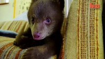 Un adorabile cucciolo di orso orfano accudito dopo la perdita della madre