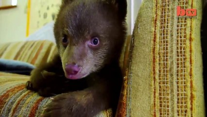 Un adorabile cucciolo di orso orfano accudito dopo la perdita della madre