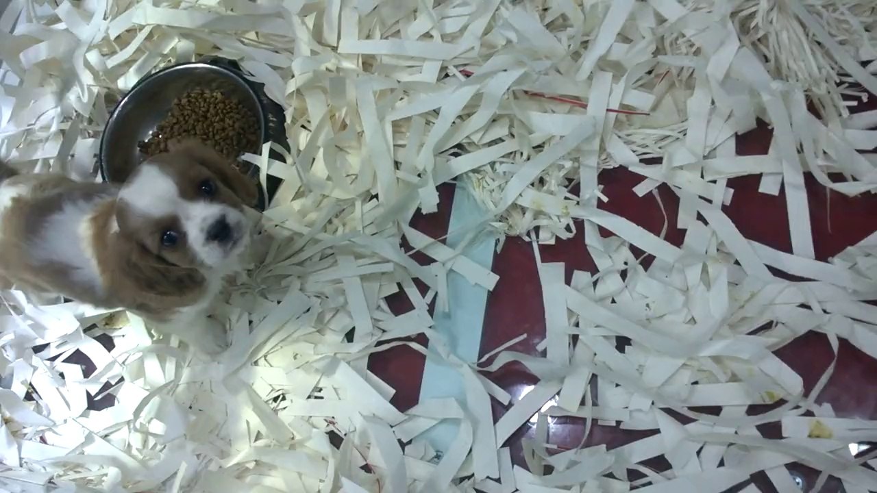 SATILIK Cavalier King Charles www.yavrukopekilani.com