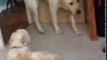 Big Dog Is Terrified of Tiny Housemate