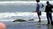 Alligator Shot on South Carolina Beach