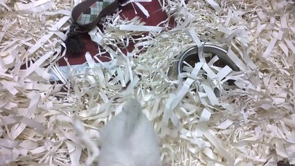 SATILIK Maltese YAVRULARIMIZ www.yavrukopekilani.com