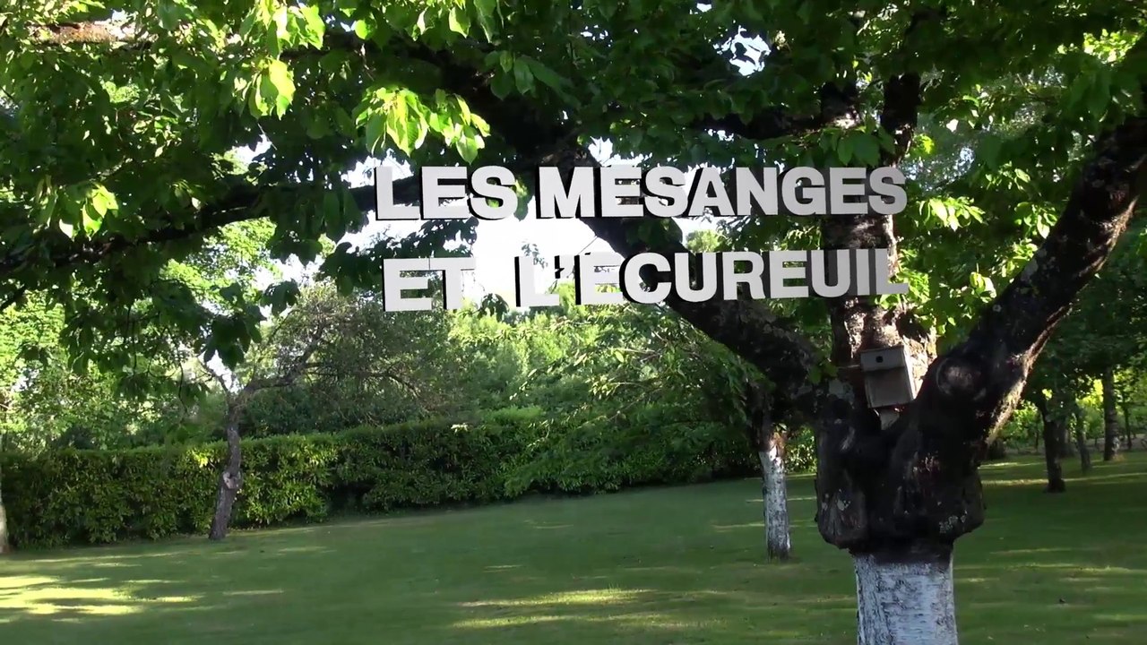 Les mésanges et l'écureuil