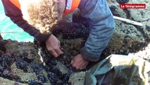 Cap-Sizun. Pêche de pouces-pieds devant le port de Brézellec