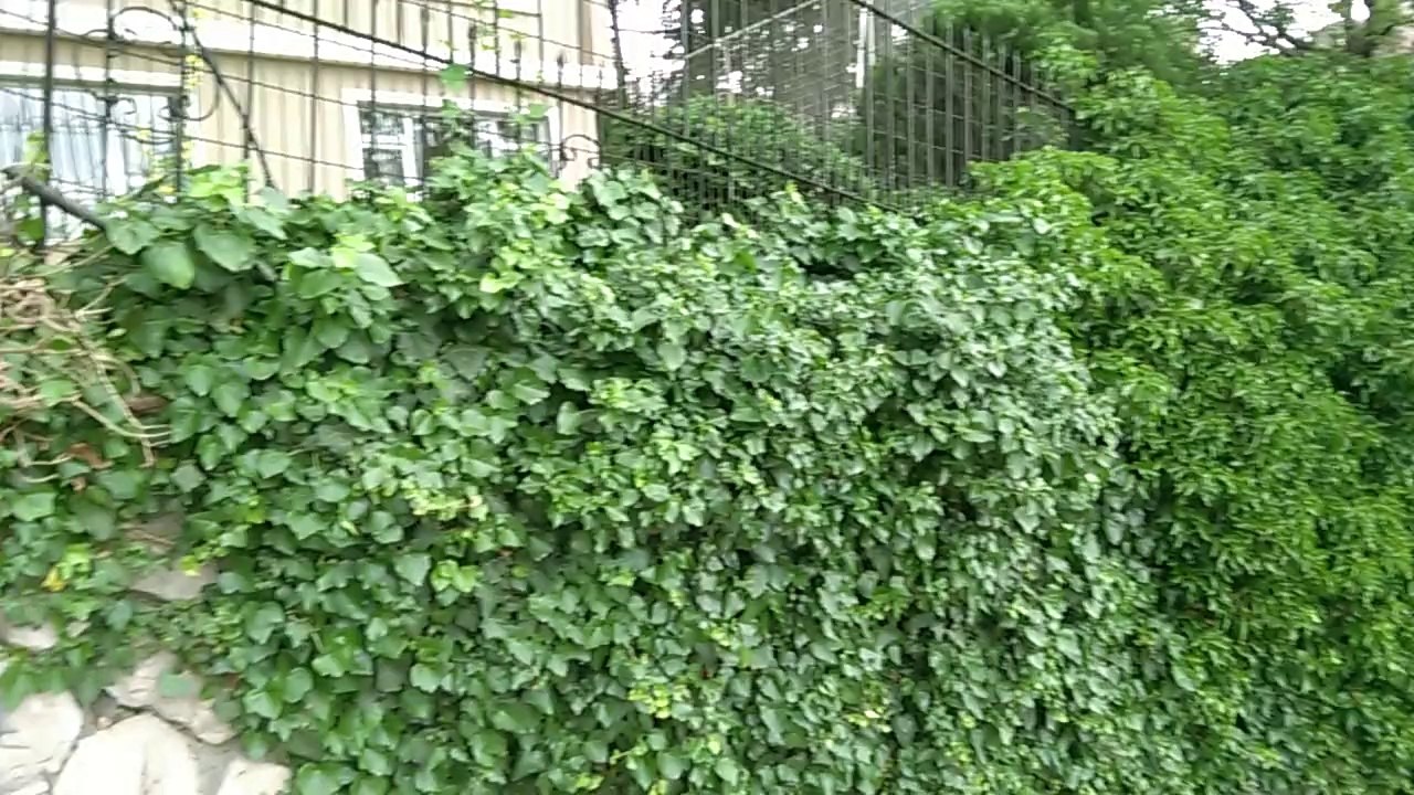 Elite Örnek Video