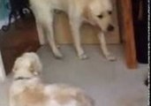 Big Dog Is Petrified of Tiny Housemate