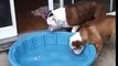 Bulldog hilarant veut mettre la piscine dans la maison! Baignade interdite...