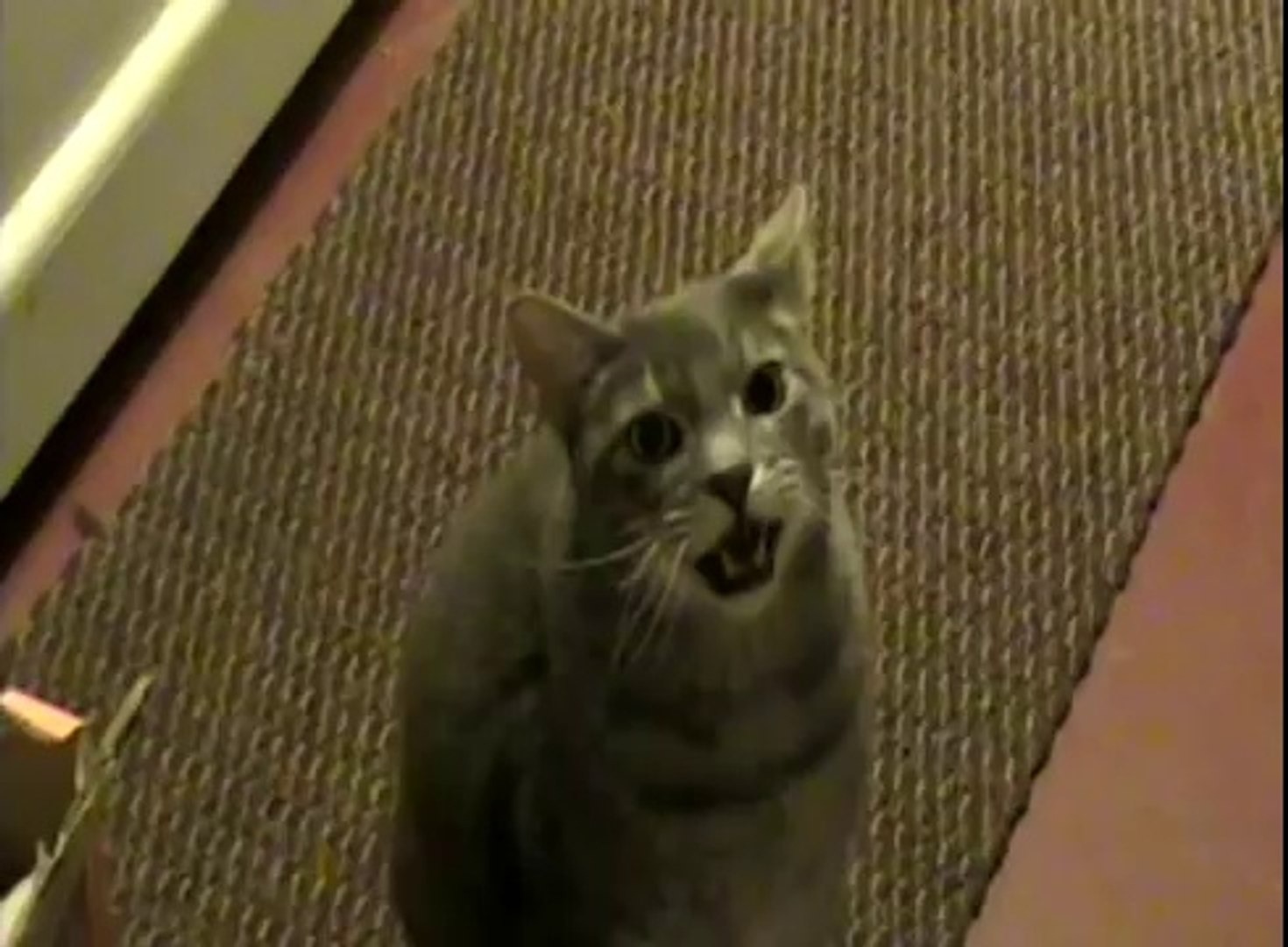 Un Chat Qui Dit Hey Pas Mal Video Dailymotion