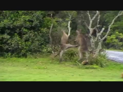 Combat de kangourous ultra violent qui fini en K.O!