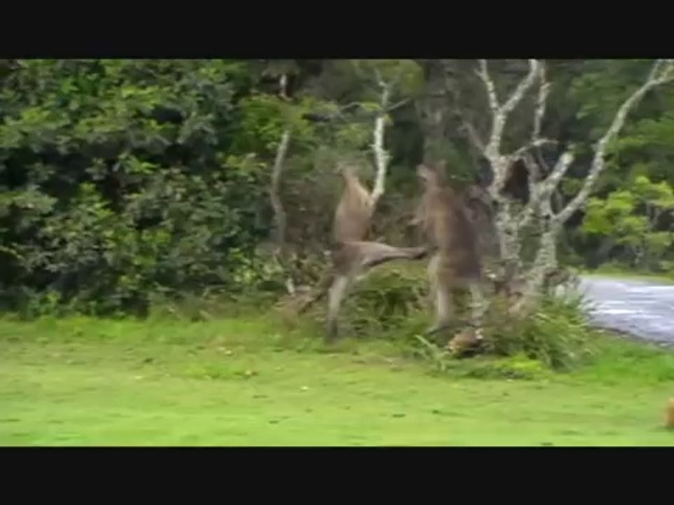 Combat de kangourous ultra violent qui fini en K.O!