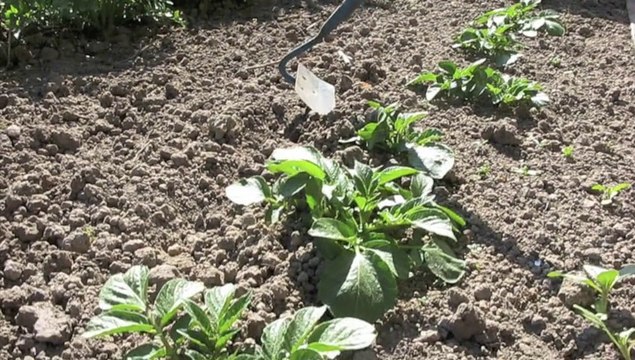 Jardinage : pourquoi il est important de butter les pommes de terre